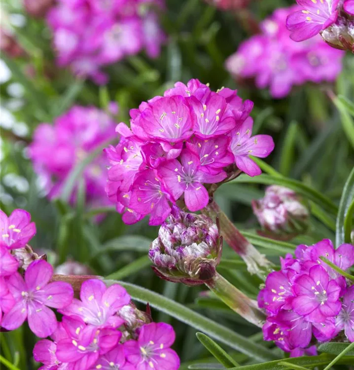 Grasnelke - Armeria maritima 'Frühlingszauber'