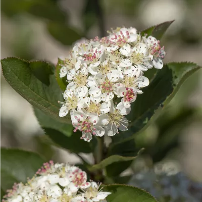 Container 70 - 80 - Filzige Apfelbeere - Aronia arbutifolia 'Brilliant'