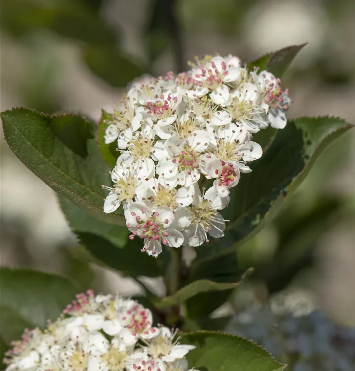 Filzige Apfelbeere - Aronia arbutifolia 'Brilliant'