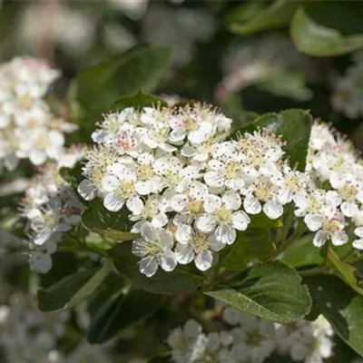 Container 60 - 70 - Apfelbeere 'Viking' - Aronia prunifolia (x) 'Viking'