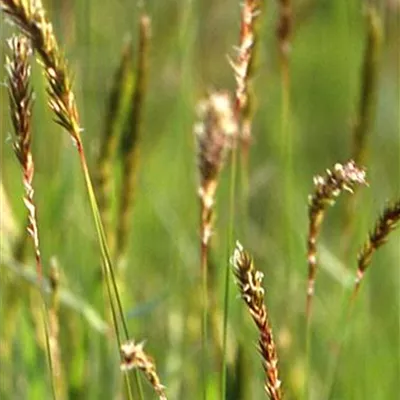 Topfgröße 1 Liter - Ruchgras - Anthoxantum odoratum