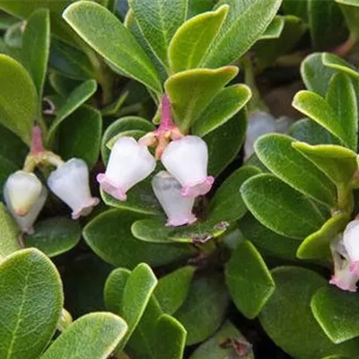 im Container 8 - 10 - Echte Bärentraube - Arctostaphylos uva-ursi