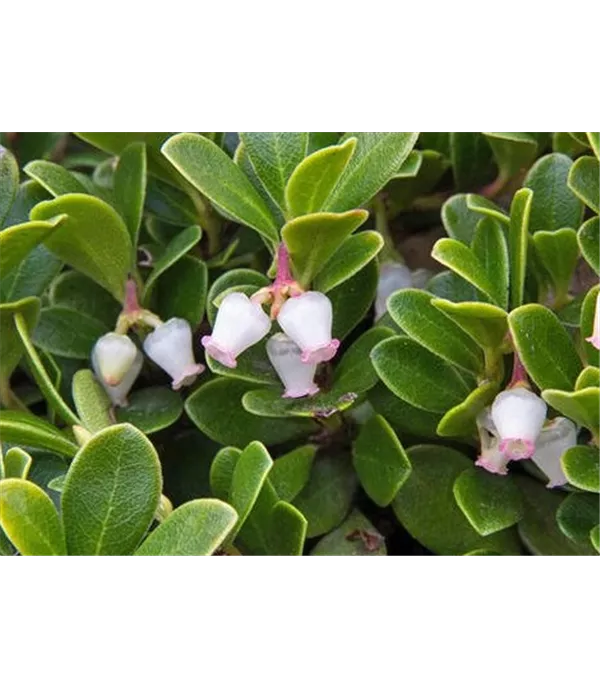 Arctostaphylos uva-ursi