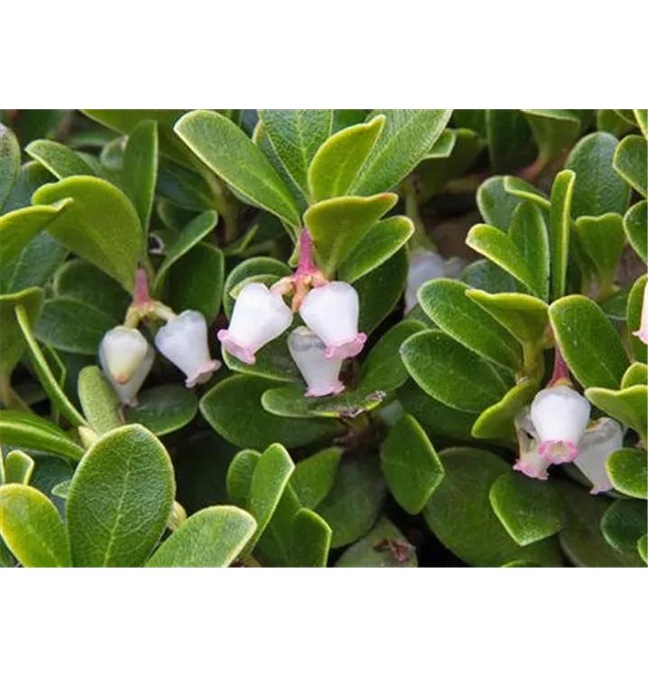 Arctostaphylos