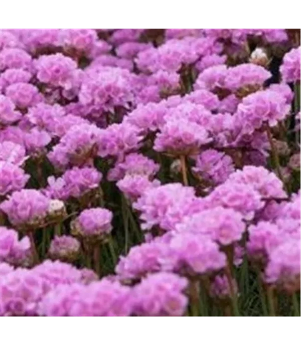 Armeria juniperifolia