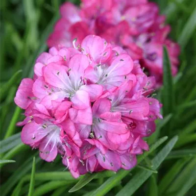 Topfgröße 0,5 Liter - Garten-Grasnelke 'Rubra' - Armeria maritima 'Rubrifolia'