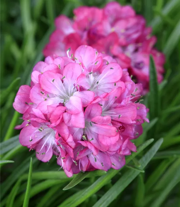 Armeria maritima 'Rubrifolia'