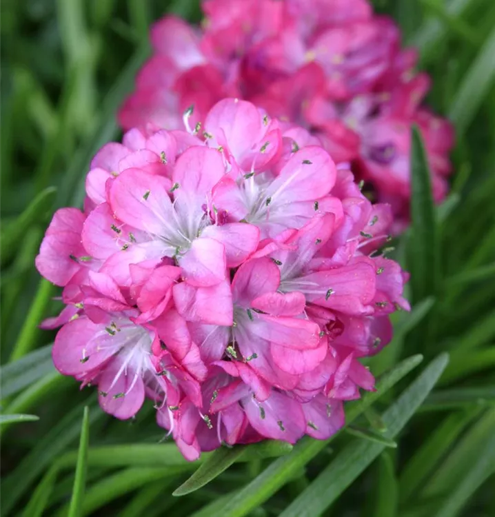 Garten-Grasnelke 'Rubra' - Armeria maritima 'Rubrifolia'