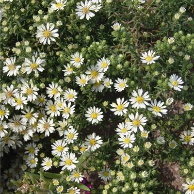 Topfgrösse 0.5 Liter - Garten-Teppich-Aster 'Snow Flurry' - Aster 'Snow Flurry'