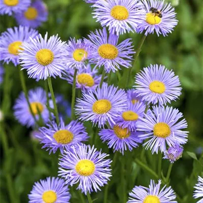 Topfgrösse 0.5 Liter - Kissenaster - Aster (Dumosus-Gruppe) 'Mittelmeer'