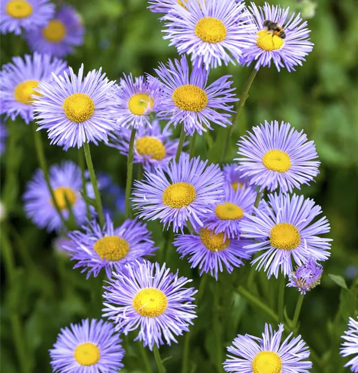 Kissenaster - Aster (Dumosus-Gruppe) 'Mittelmeer'