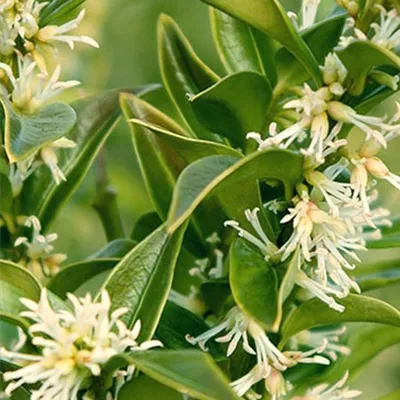 im Container 20 - 30 - Fleischbeere - Sarcococca confusa