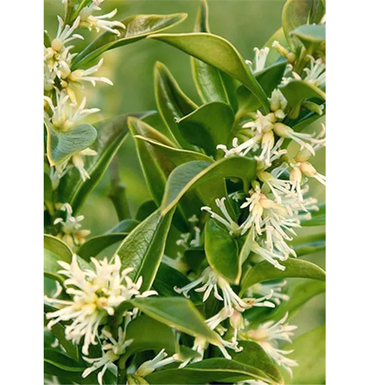 Fleischbeere - Sarcococca confusa