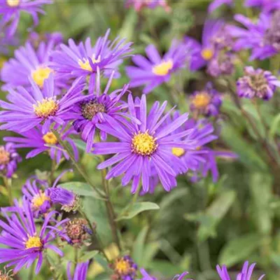 Topfgrösse 0.5 Liter - Bergaster - Aster amellus 'Veilchenkönigin'