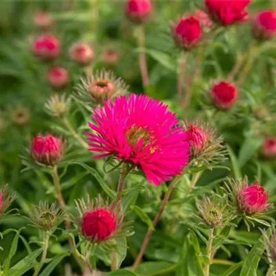 Topfgrösse 1 Liter - Rauhblattaster - Aster novae-angliae 'Andenken an Alma Pötschke'