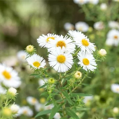 Topfgrösse 1 Liter - Rauhblattaster - Aster novae-angliae 'Herbstschnee'