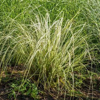 Topfgrösse 1 Liter - Calamagrostis acut. 'Overdam'