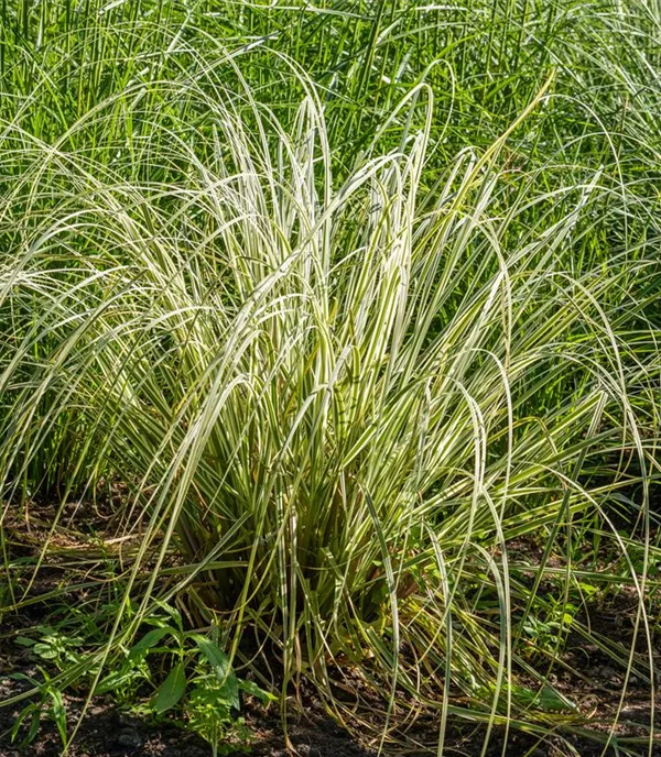 Calamagrostis acut. 'Overdam'