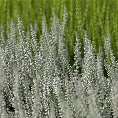  10 - 15 - Besenheide - Calluna vulgaris weiss