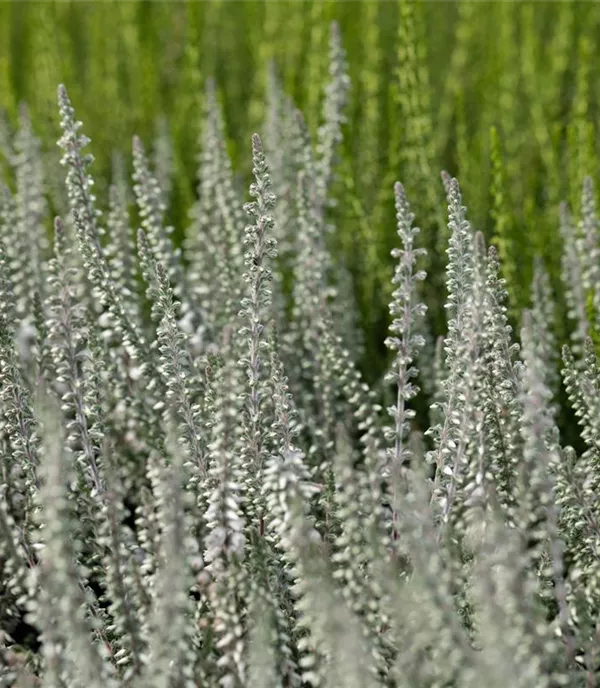 Calluna vulgaris weiss