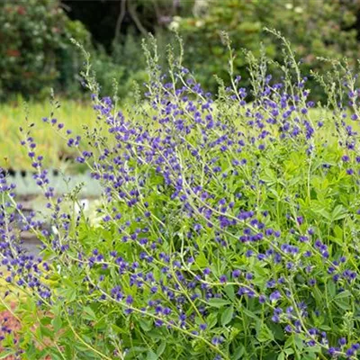 Topfgrösse 1 Liter - Indigolupine - Baptisia australis