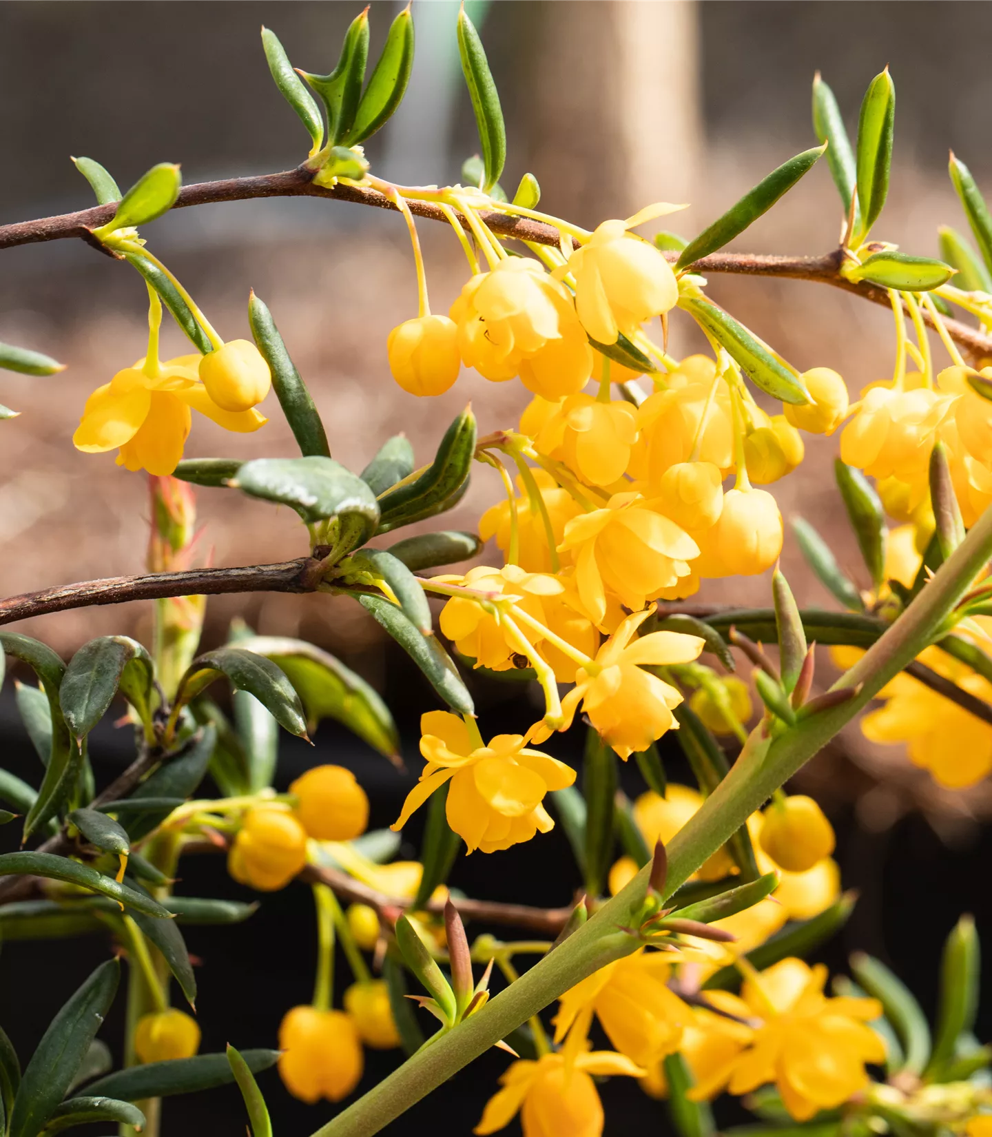 Berberis stenophylla (x)