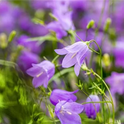 Topfgrösse 1 Liter - Rundblättrige Glockenblume - Campanula rotundifolia