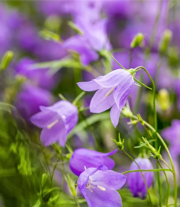 Campanula rotundifolia CH-Oekotyp