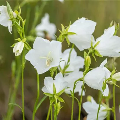 Topfgrösse 1 Liter - Pfirsichblättrige Glockenblume - Campanula persicifolia 'Grand. Alba'