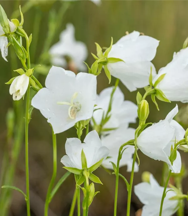 Campanula persicifolia 'Grand. Alba'