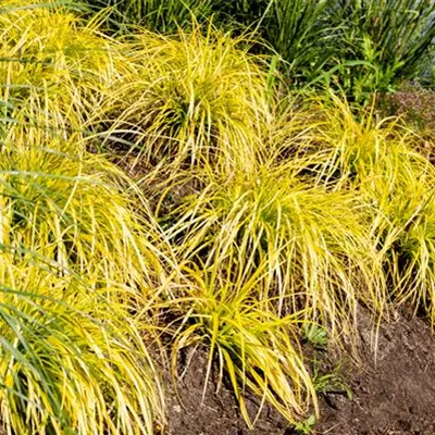 Topfgrösse 0.5 Liter - Segge - Carex elata 'Aurea'