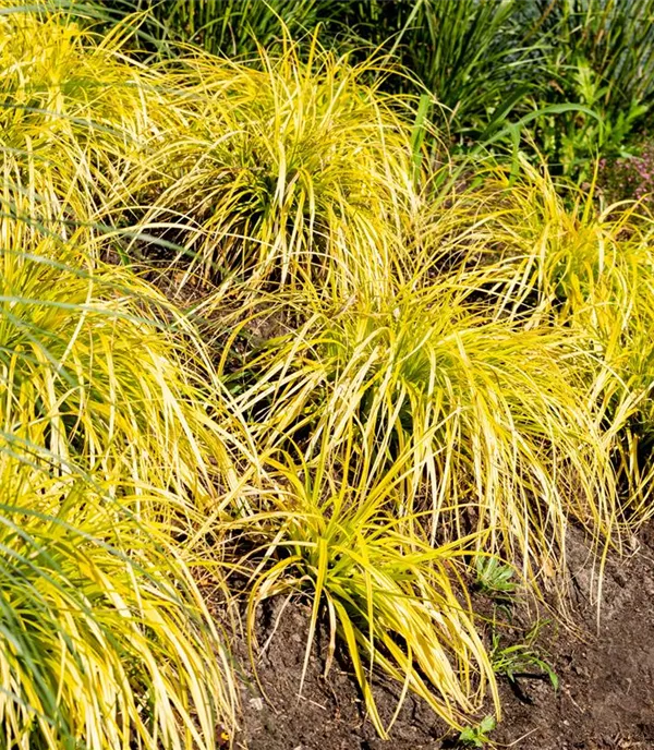 Carex elata 'Aurea'