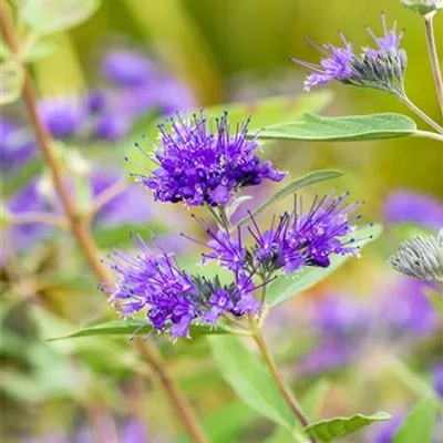 Topfgrösse 4 Liter - Bartblume - Caryopteris clandonensis (x) 'Heavenly Blue'