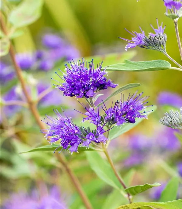 Caryopteris clandonensis (x) 'Heavenly Blue'