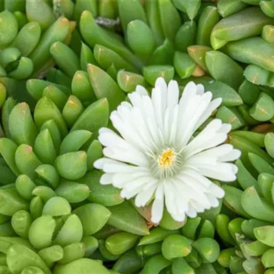 Topfgrösse 0.5 Liter - Mittagsblümchen - Delosperma congestum 'Album'