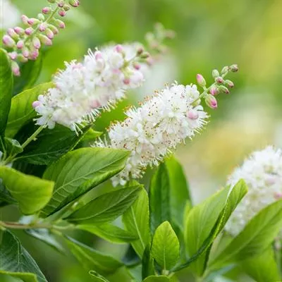 Container 60 - 70 - Scheineller - Clethra alnifolia