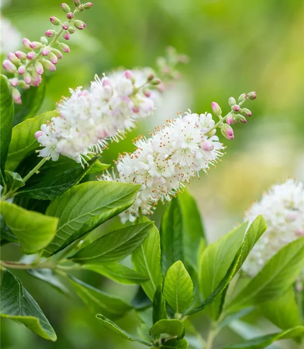 Clethra alnifolia