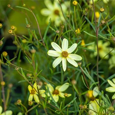 Topfgrösse 1 Liter - Mädchenauge - Coreopsis verticillata 'Moonbeam'