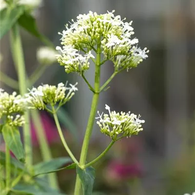 Topfgrösse 0.5 Liter - Spornblume - Centranthus ruber 'Albus'