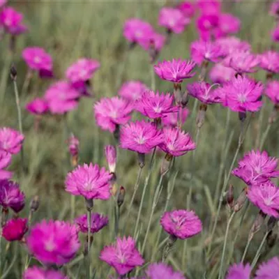 Topfgrösse 0.5 Liter - Kartäuser-Nelke - Dianthus carthusianorum