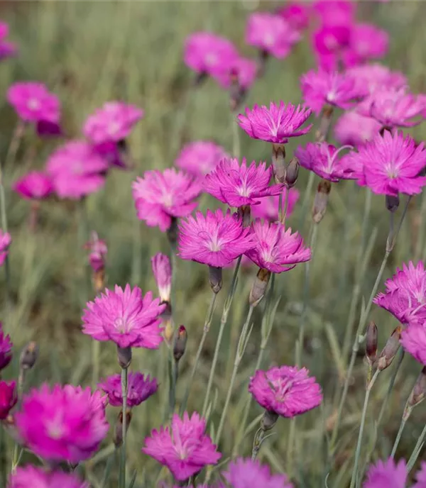 Dianthus carthusianorum