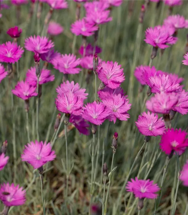 Dianthus gratianopolitanus 'Feuerhexe'