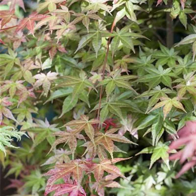 im Container 80 - 100 - Japan. Ahorn, Fächerahorn - Acer palmatum 'Deshojo'