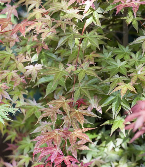 Acer palmatum 'Deshojo'