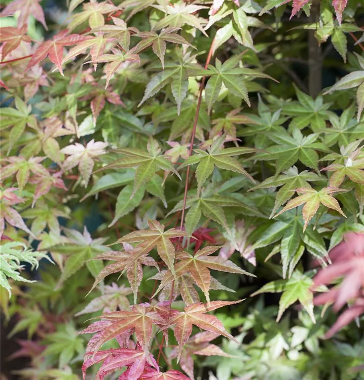 Japan. Ahorn, Fächerahorn - Acer palmatum 'Deshojo'