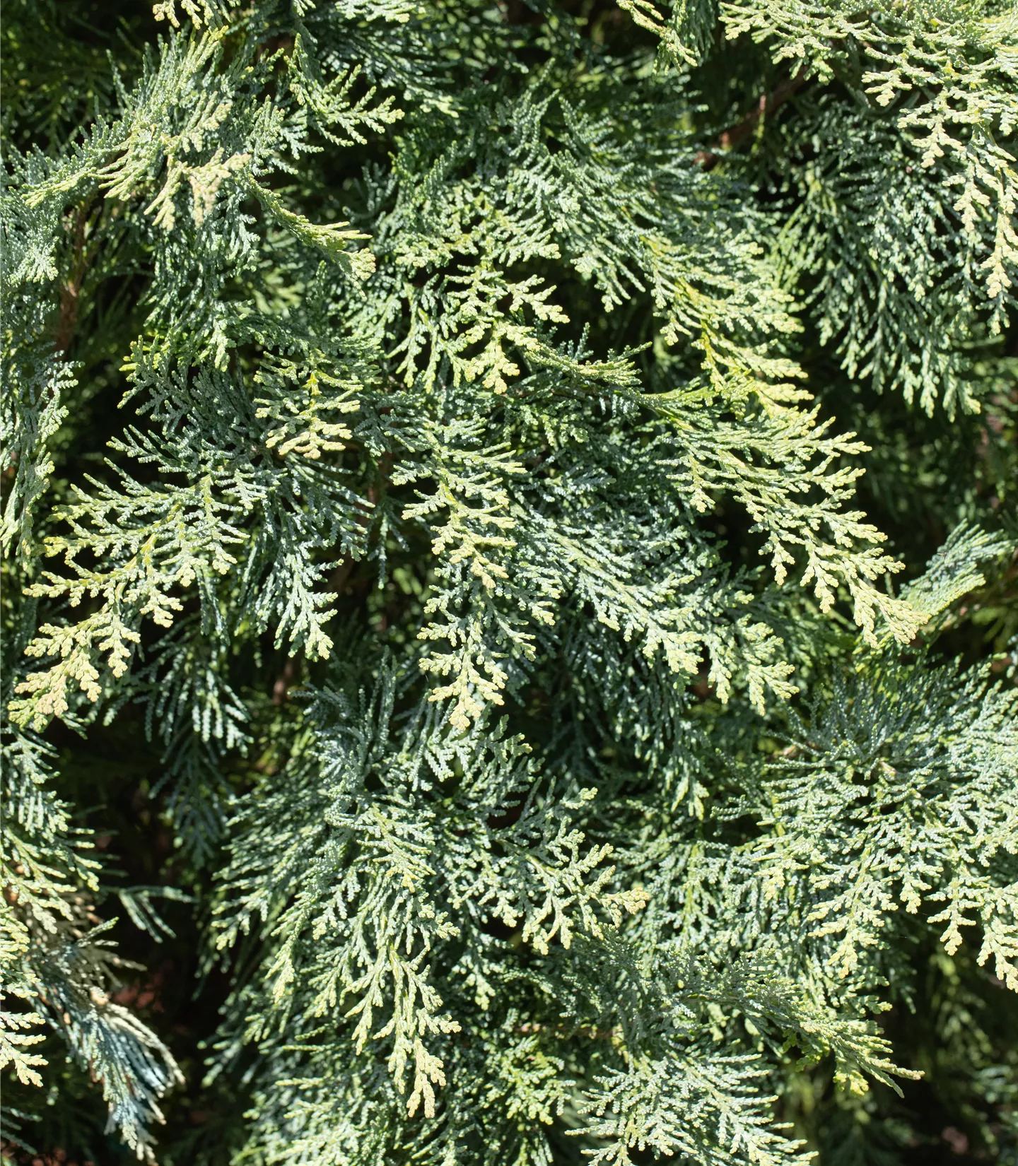 Chamaecyparis lawsoniana 'Pembury Blue'