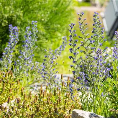 Topfgrösse 1 Liter - Gemeiner Natterkopf - Echium vulgare