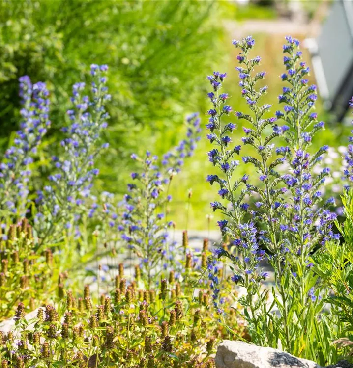 Gemeiner Natterkopf - Echium vulgare