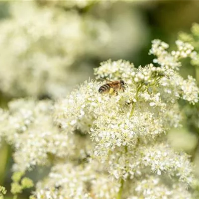 Topfgrösse 1 Liter - Moor-Spierstaude, Mädesüss - Filipendula ulmaria