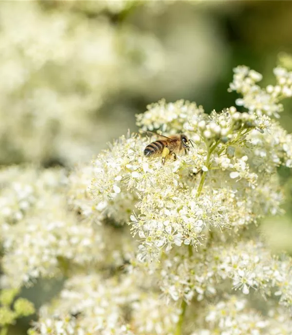 Filipendula ulmaria